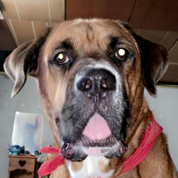 Chrissy V Poshmark Ambassador - Picture 5 of 6